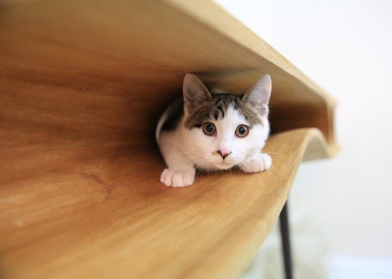 стол для кота